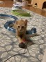 Simba (1)6